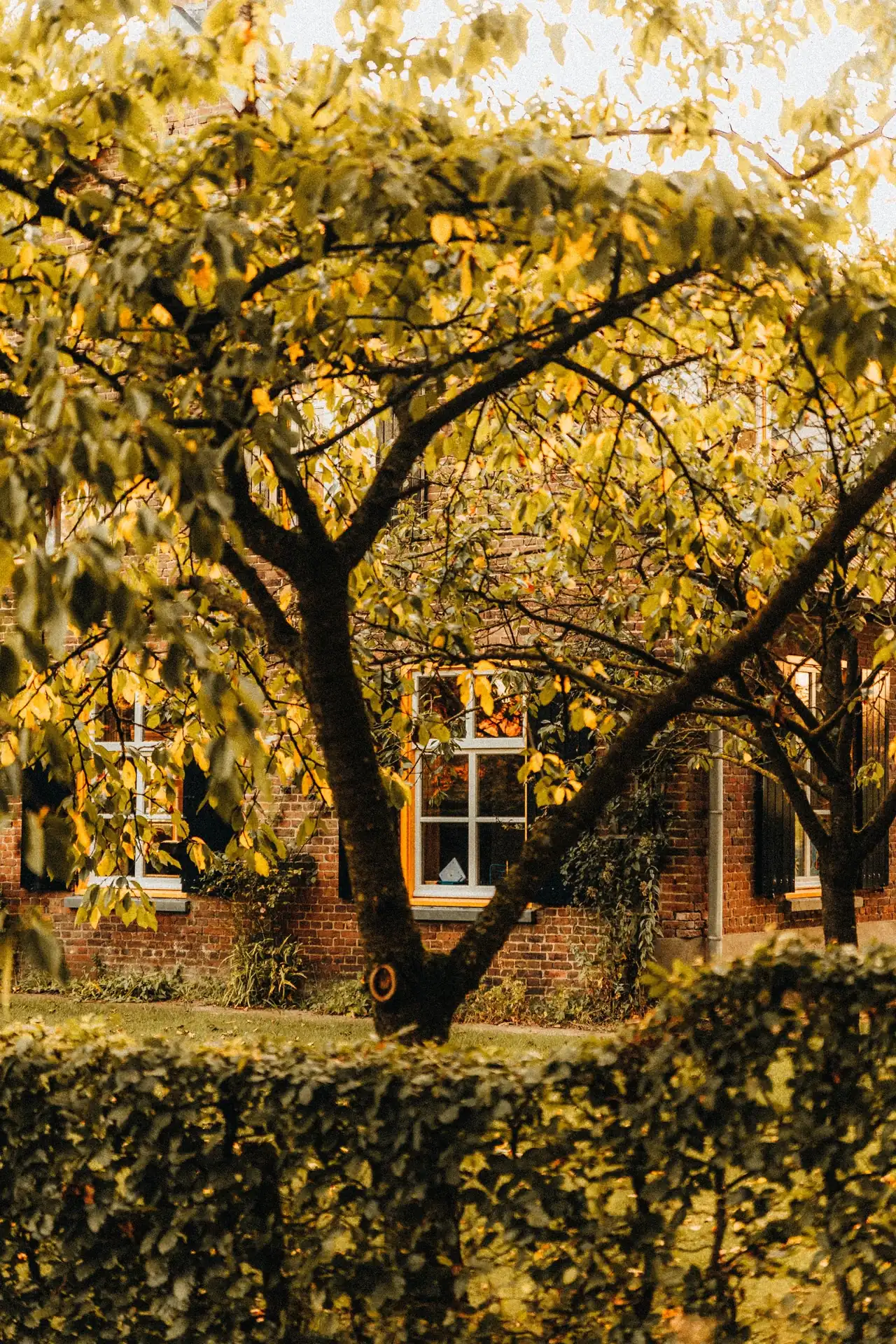 Tree canopy over a residential lot